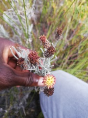 Syncarpha gnaphaloides