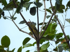 Cyclarhis gujanensis