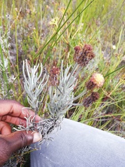 Syncarpha gnaphaloides