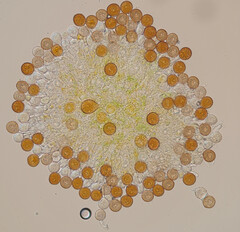 Puccinia hydrocotyles