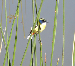 Tachuris rubrigastra