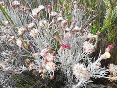 Syncarpha gnaphaloides