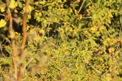 Cynanthus doubledayi