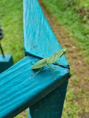 Choeradodis rhombicollis