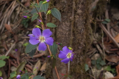 Tibouchina