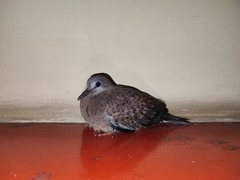 Streptopelia chinensis