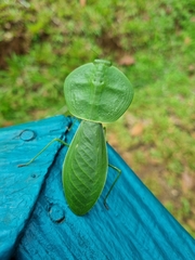 Choeradodis rhombicollis