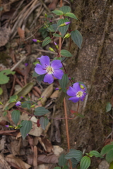 Tibouchina