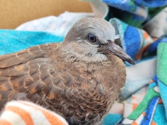 Streptopelia chinensis