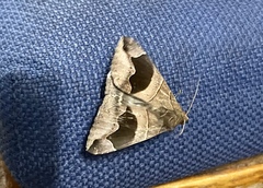 Bastilla solomonensis