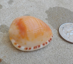 Cypraecassis testiculus