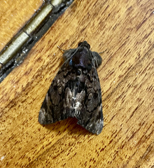 Catephia linteola