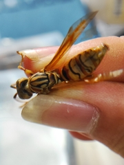 Polistes olivaceus