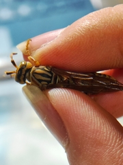 Polistes olivaceus