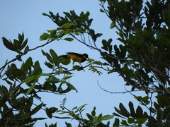 Icterus prosthemelas