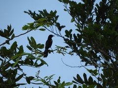 Icterus prosthemelas