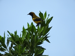 Icterus prosthemelas