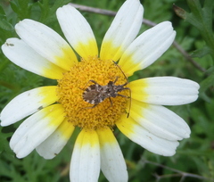 Centrocoris variegatus
