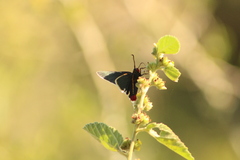 Mysoria affinis