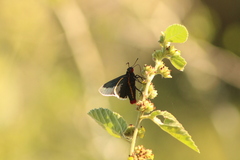 Mysoria affinis