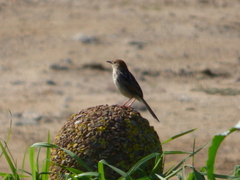 Cisticola tinniens