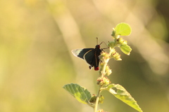 Mysoria affinis