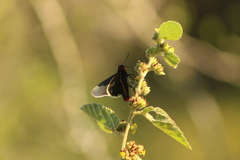Mysoria affinis