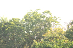 Amazona finschi