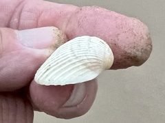 Noetia ponderosa