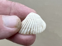 Noetia ponderosa