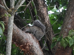 Sciurus yucatanensis