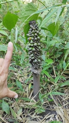 Amorphophallus paeoniifolius