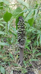 Amorphophallus paeoniifolius