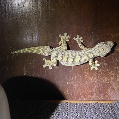 Thecadactylus rapicauda