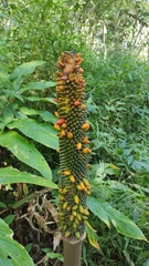 Amorphophallus paeoniifolius