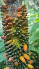 Amorphophallus paeoniifolius