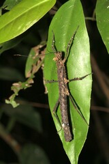 Creoxylus corniger