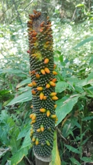 Amorphophallus paeoniifolius