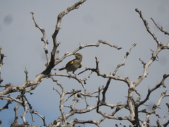 Ammodramus humeralis