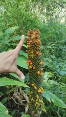 Amorphophallus paeoniifolius