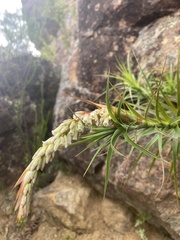 Dracophyllum secundum