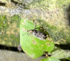 Orthorhinus