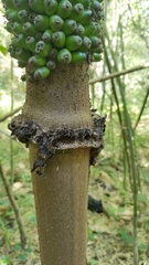 Amorphophallus paeoniifolius