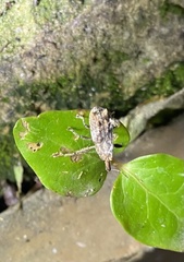 Orthorhinus