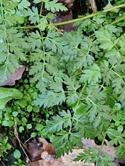 Anthriscus sylvestris