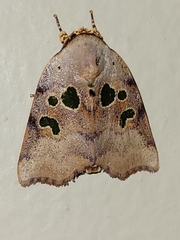 Xenochroa chlorostigma