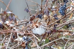 Passerella iliaca iliaca