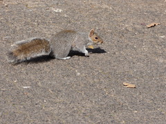 Sciurus carolinensis