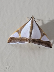 Agrioglypta eurytusalis