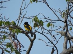 Icterus prosthemelas